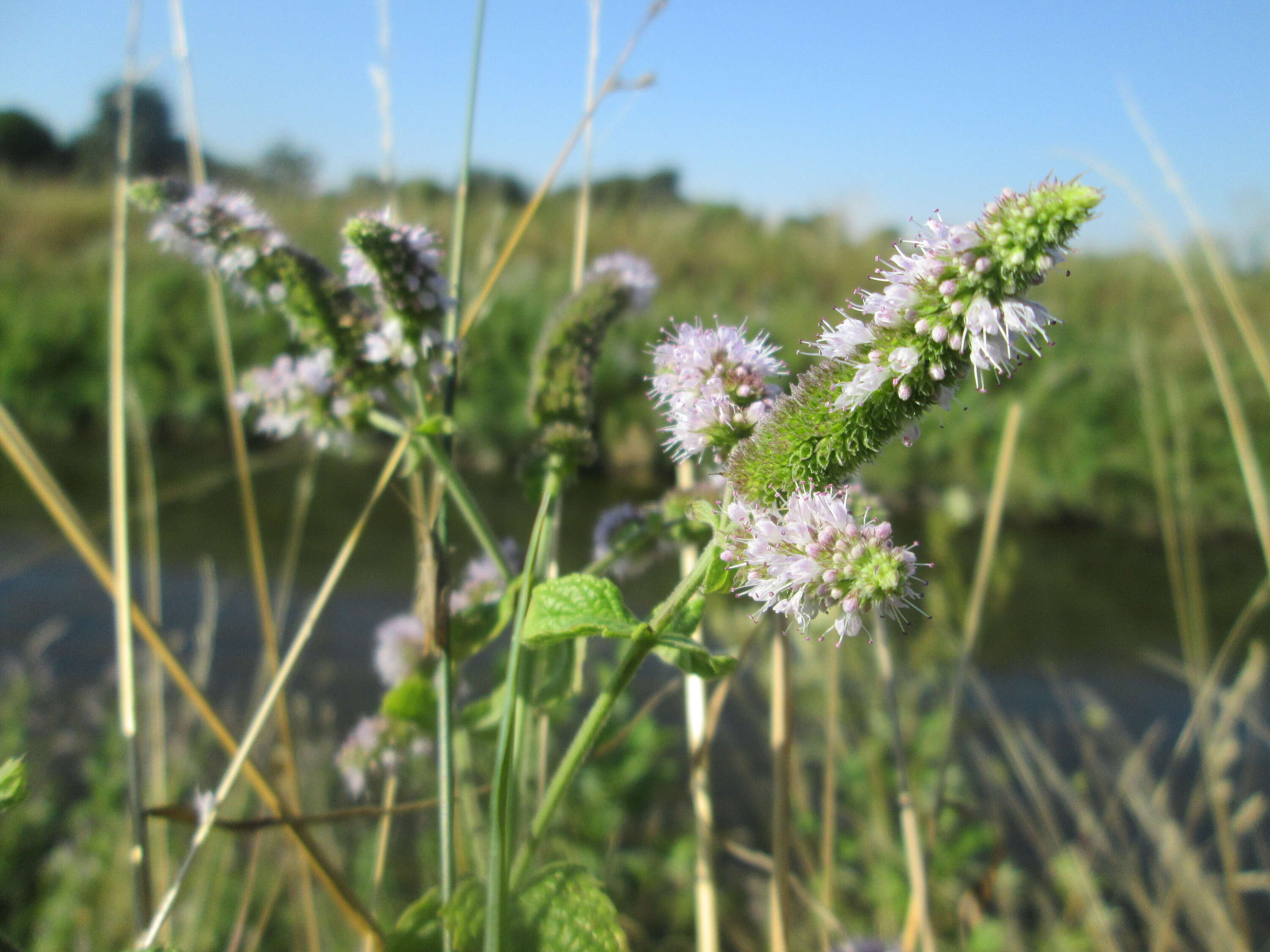 Image of Horse Mint