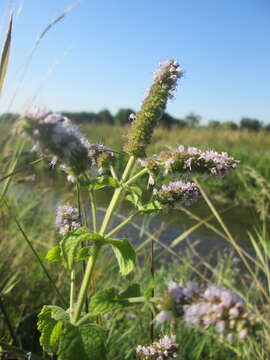 Image of Horse Mint