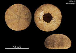 Image de Tripneustes gratilla (Linnaeus 1758)