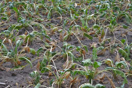 Image of Beta vulgaris subsp. vulgaris Altissima