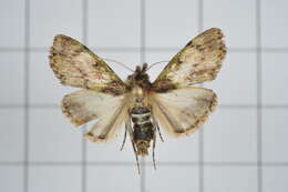 Image of Teliphasa nubilosa Moore