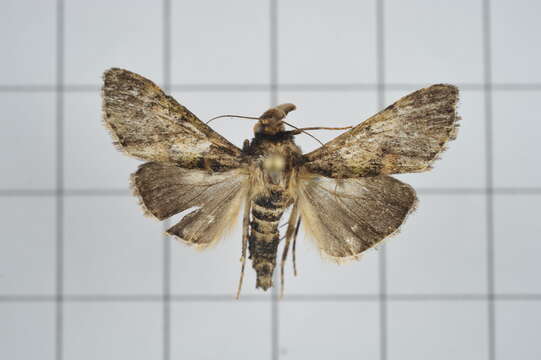 Image of Teliphasa nubilosa Moore