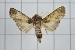 Image of Teliphasa nubilosa Moore