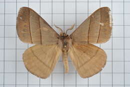 Image of Palirisa cervina (Moore (1866))