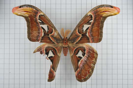 Image of atlas moth