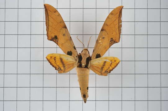 Image of Ambulyx ochracea Butler 1885