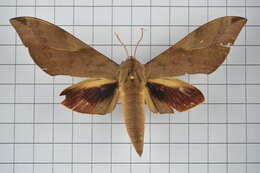 Image of Clanis bilineata (Walker 1866)