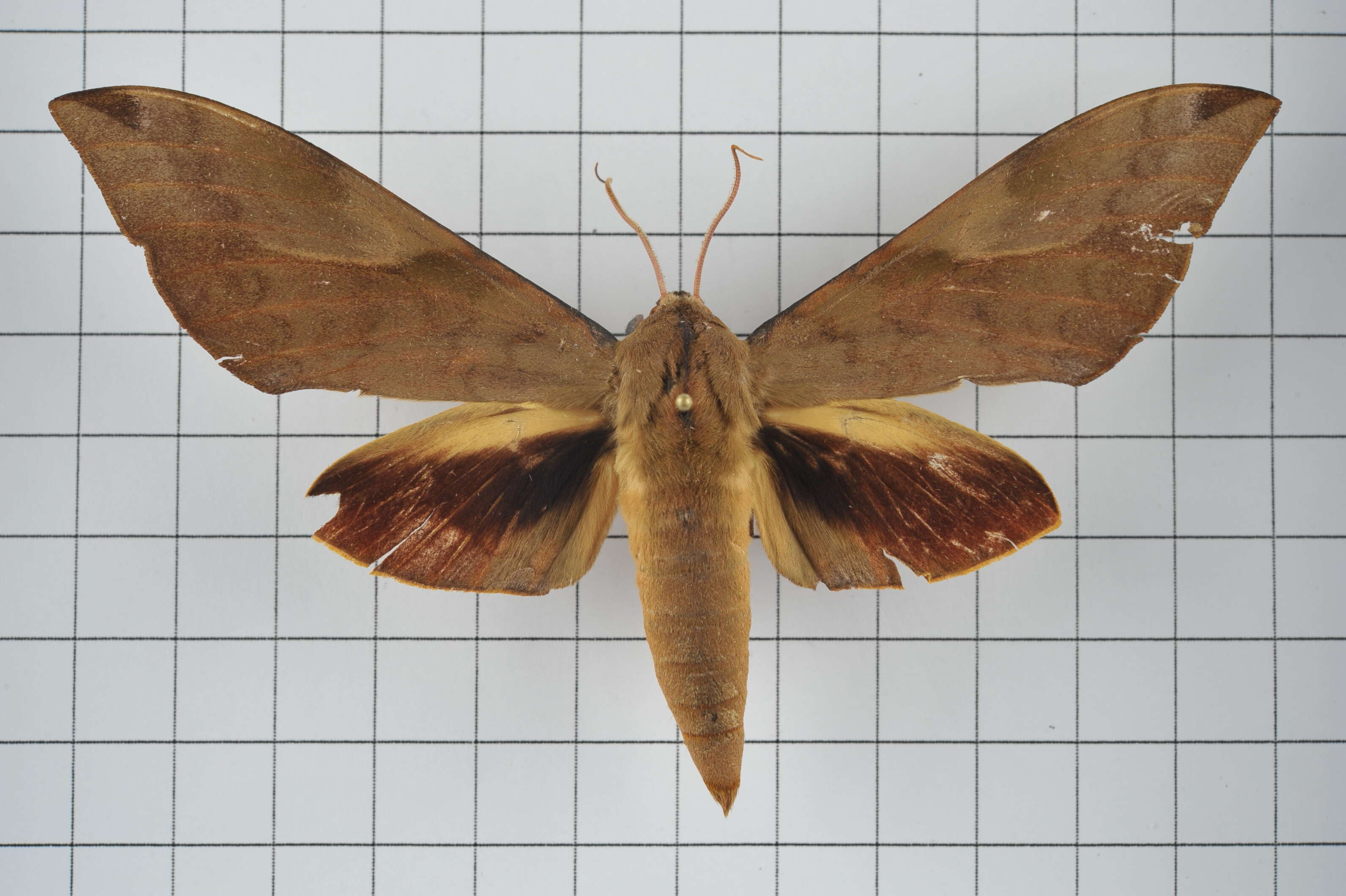 Image of Clanis bilineata (Walker 1866)