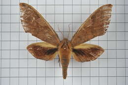 Image of Clanis bilineata (Walker 1866)