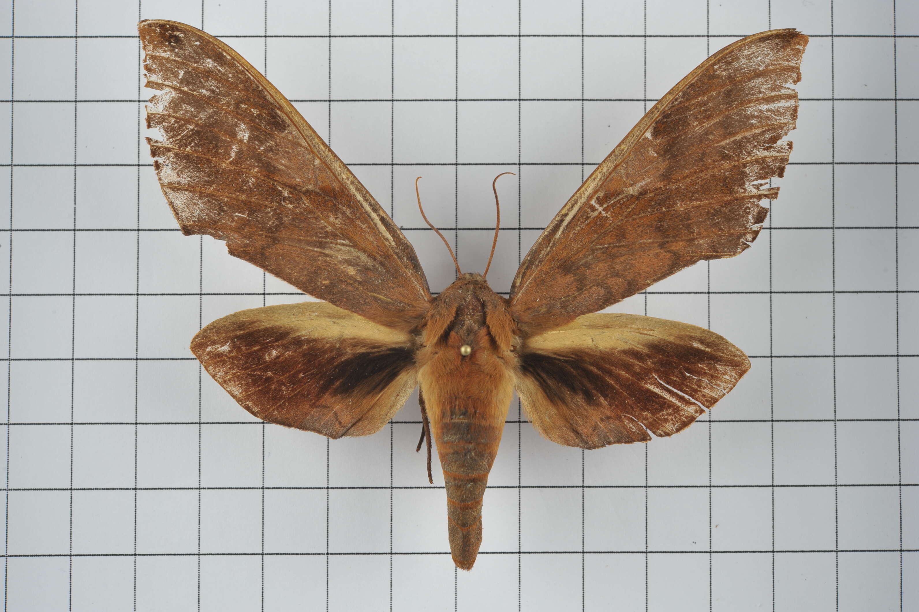 Image of Clanis bilineata (Walker 1866)