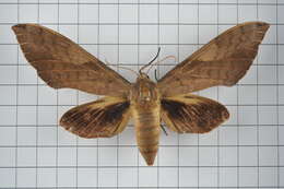 Image of Clanis bilineata (Walker 1866)