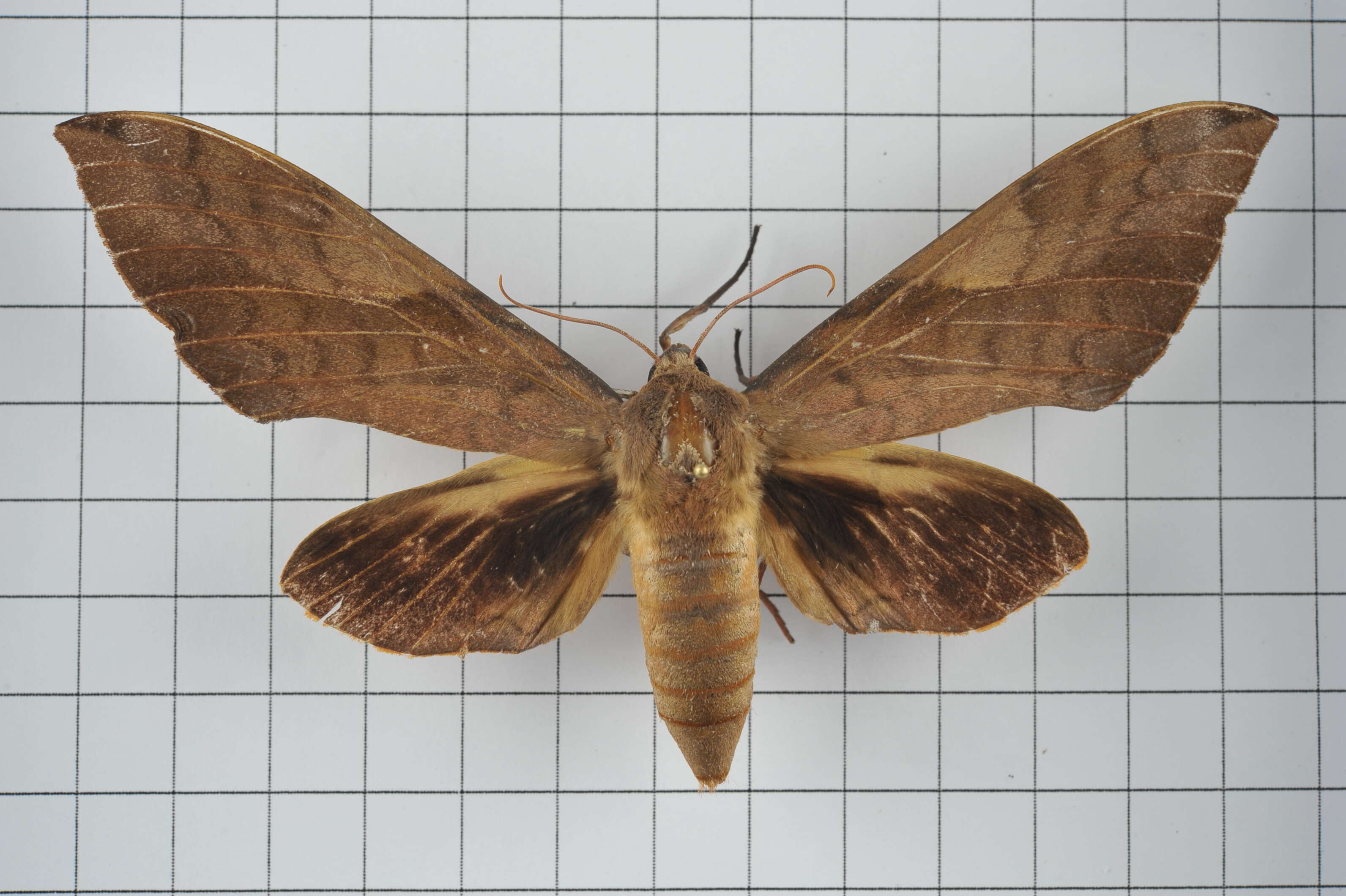 Image of Clanis bilineata (Walker 1866)