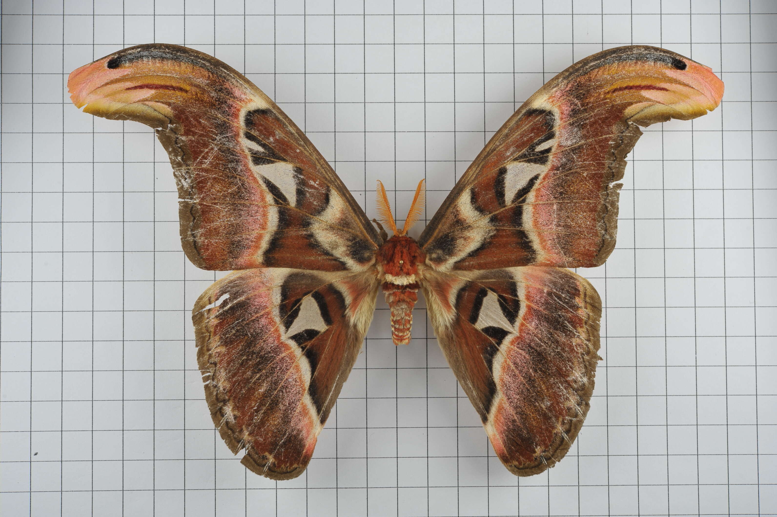 Image of atlas moth