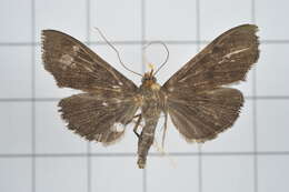 Image of Omiodes noctescens Moore 1888