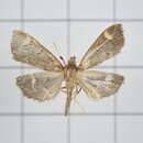 Image of Herpetogramma magna Butler 1879