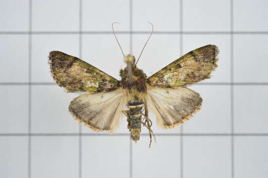 Image of Teliphasa nubilosa Moore