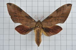 Image of Clanis bilineata (Walker 1866)