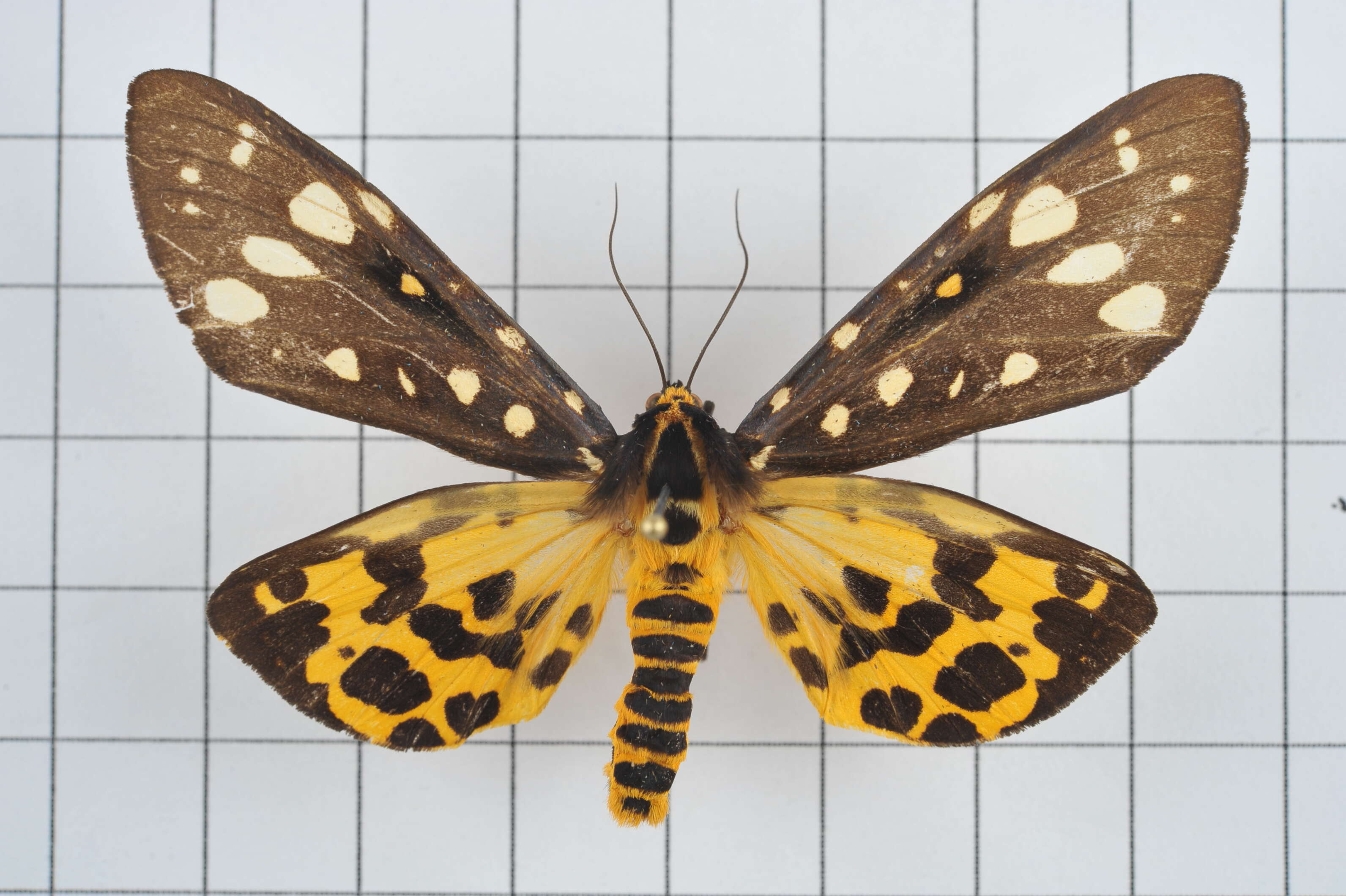 Image of Aglaomorpha histrio (Walker 1855)