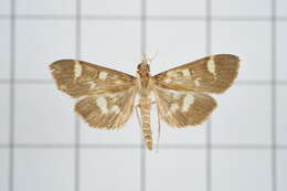 Image de Herpetogramma luctuosalis Guenée 1854