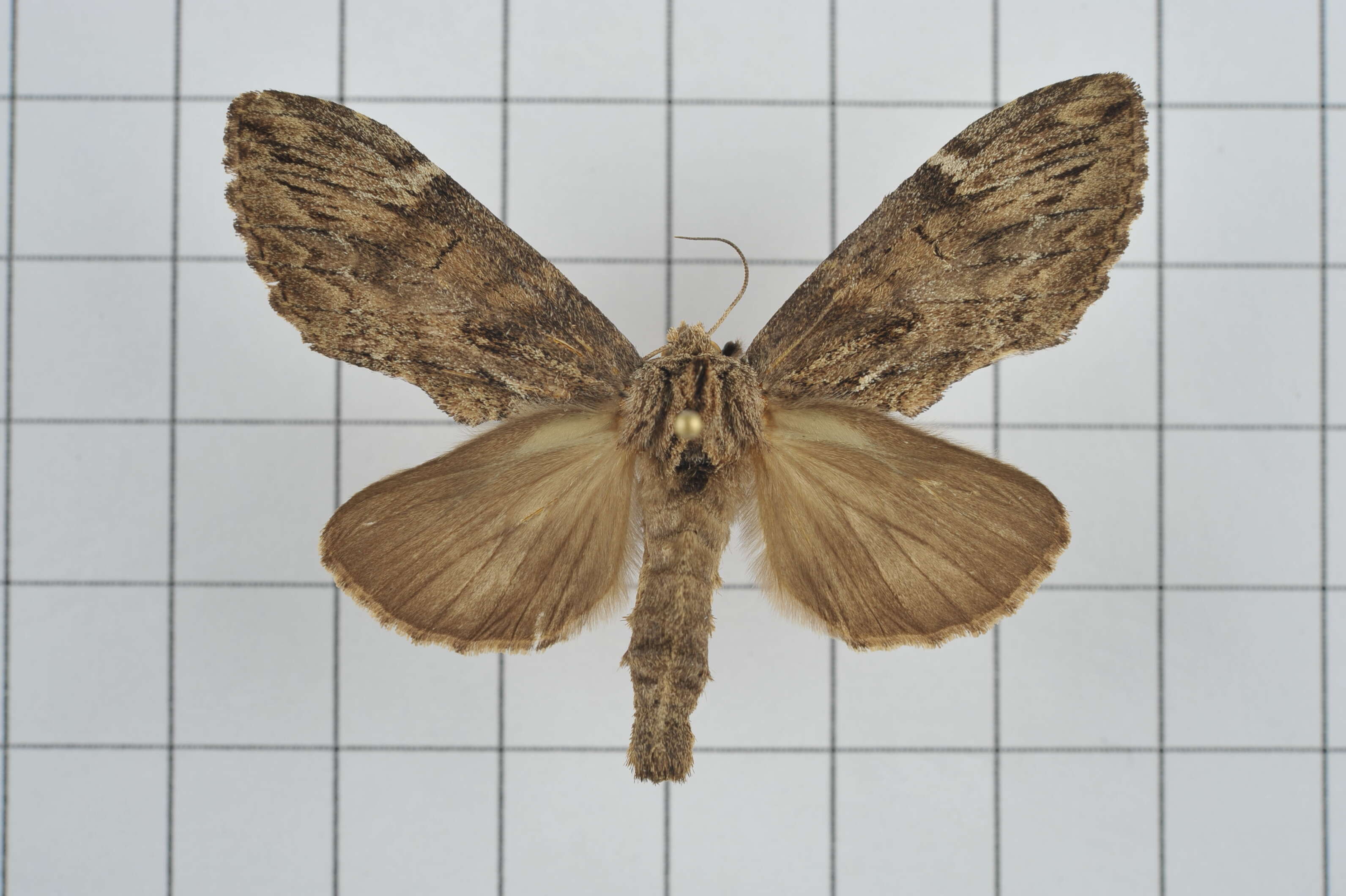 Image of Hyperaeschrella nigribasis Hampson 1892