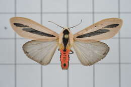 صورة Creatonotos gangis Linnaeus 1763