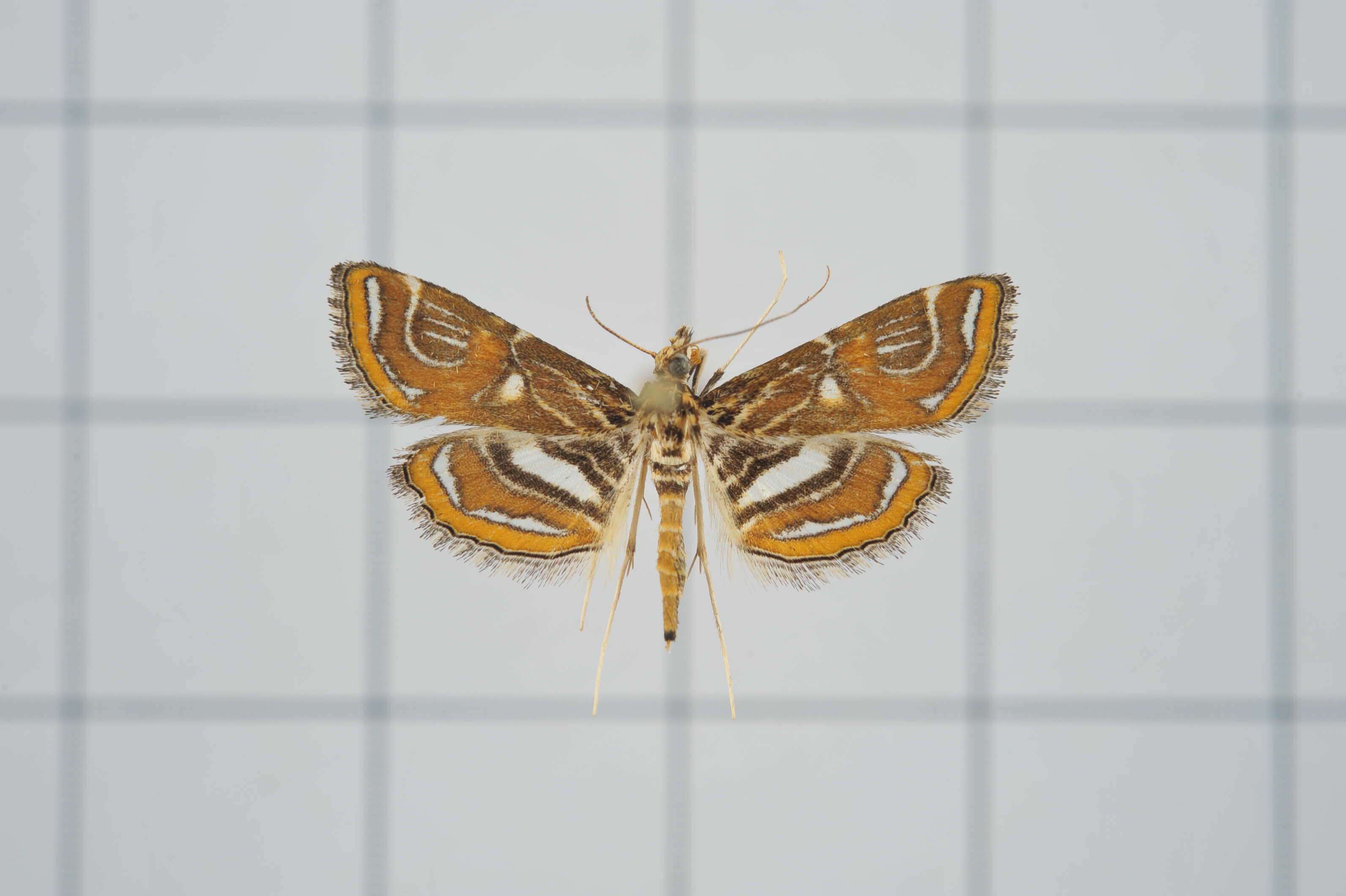 Image of Paracymoriza cataclystalis Strand 1919