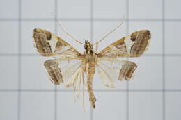 Agrioglypta itysalis Walker 1859 resmi