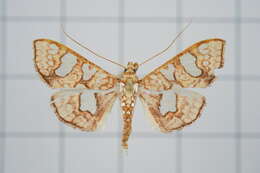 Imagem de Glyphodes canthusalis Walker 1859