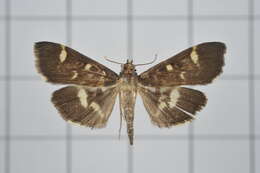 Image de Herpetogramma luctuosalis Guenée 1854