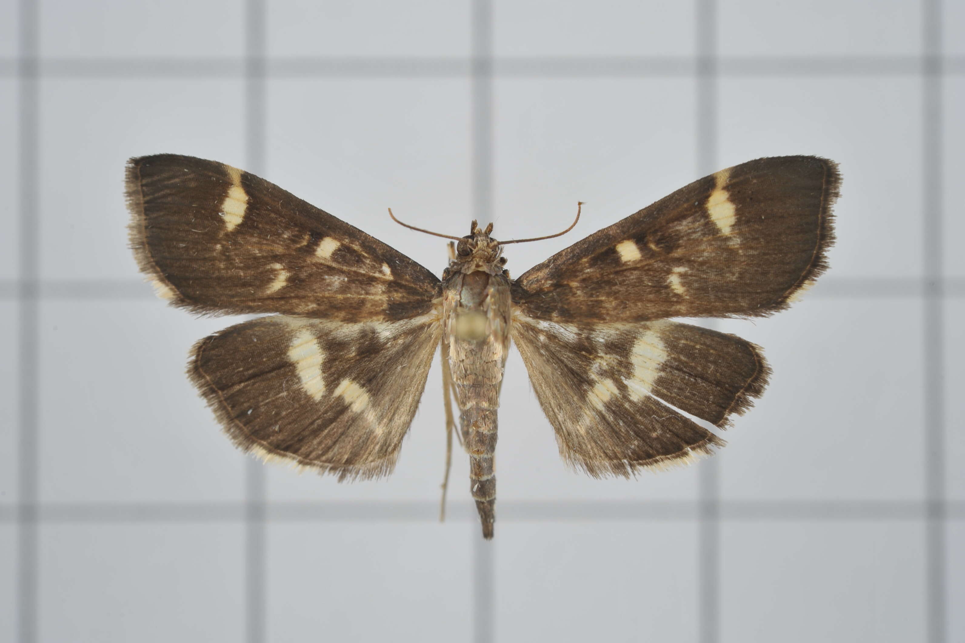 Image de Herpetogramma luctuosalis Guenée 1854