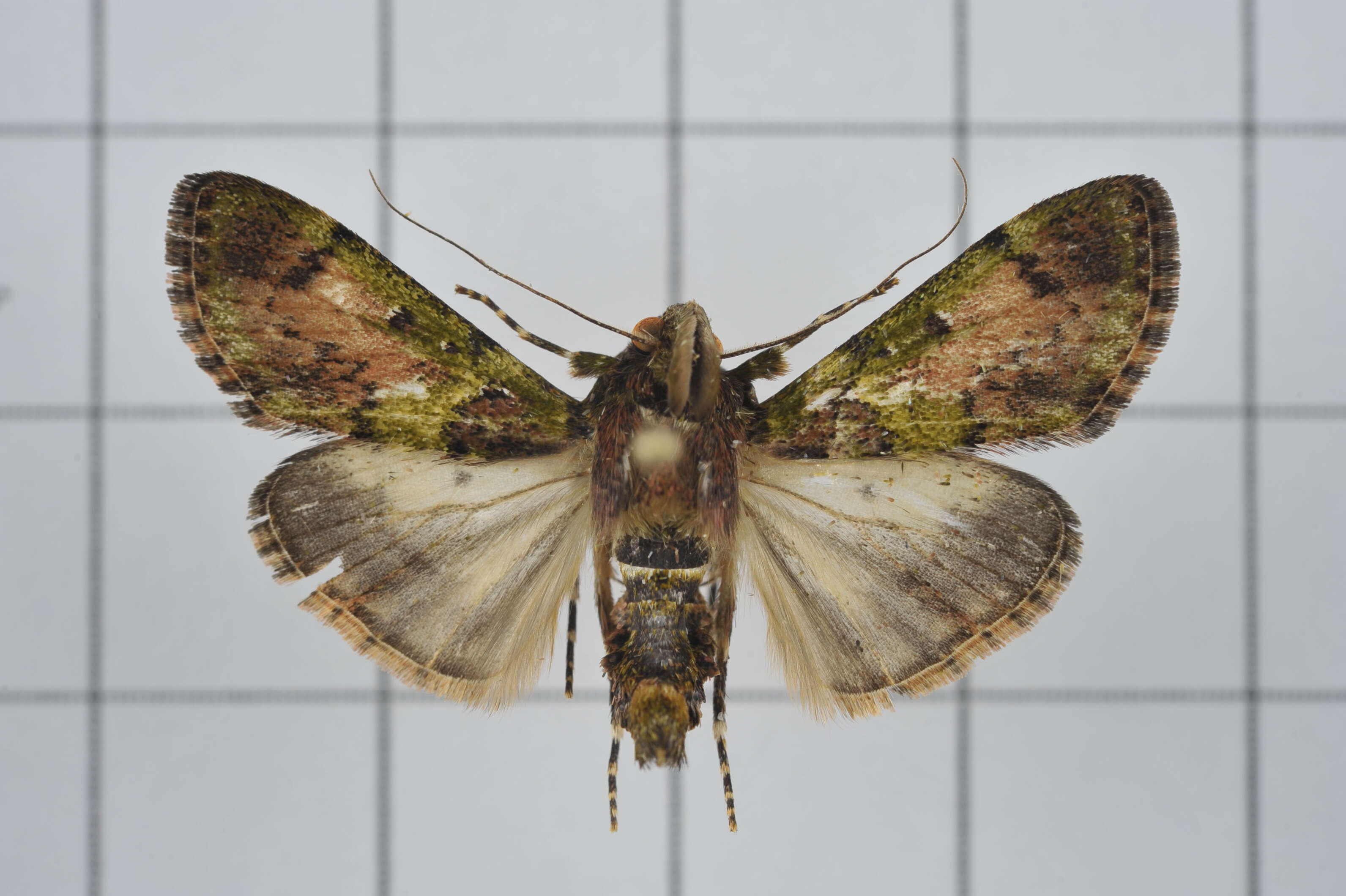 Image of Teliphasa nubilosa Moore