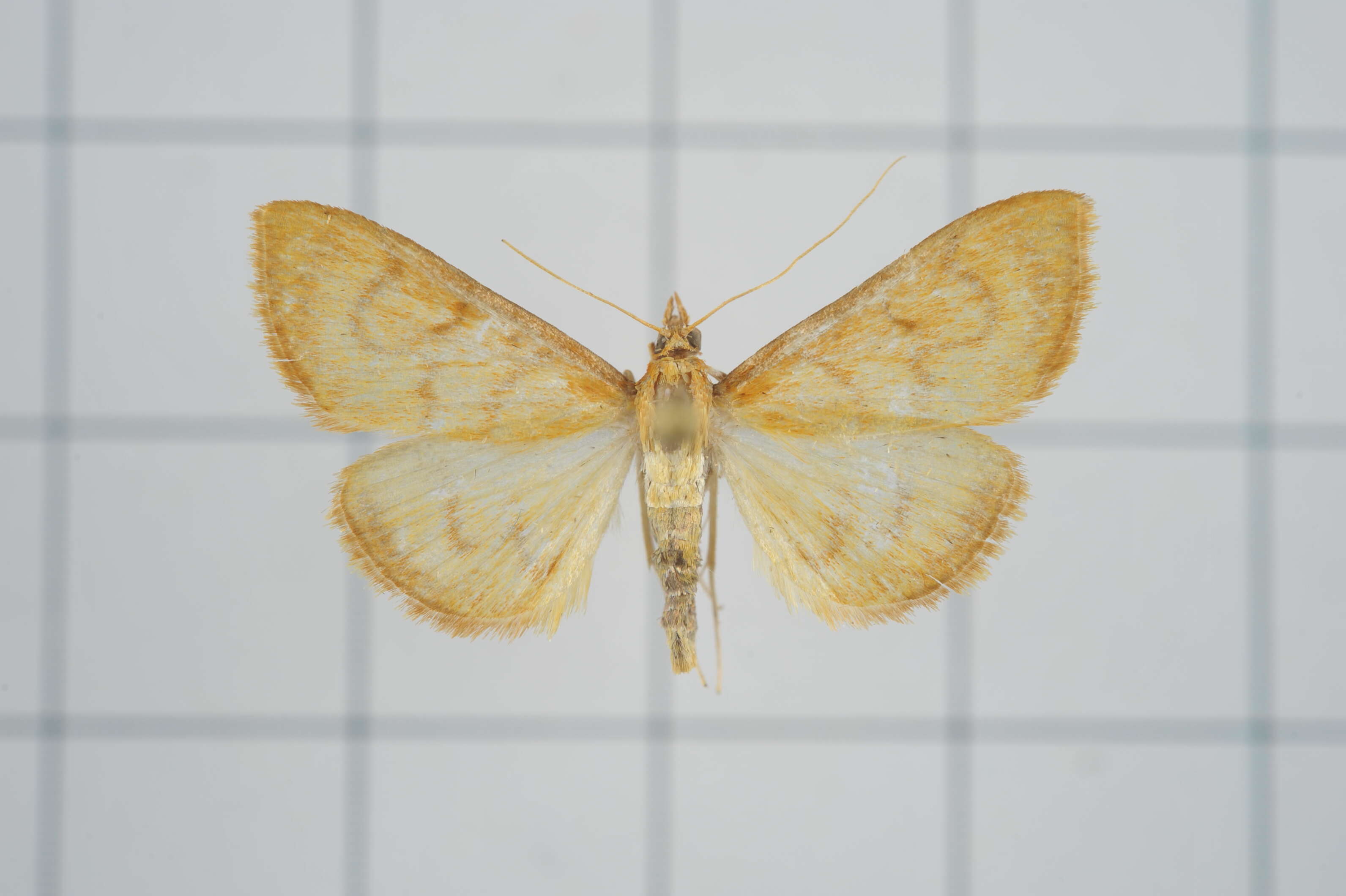 Image of Pyrausta celatalis Walker 1859