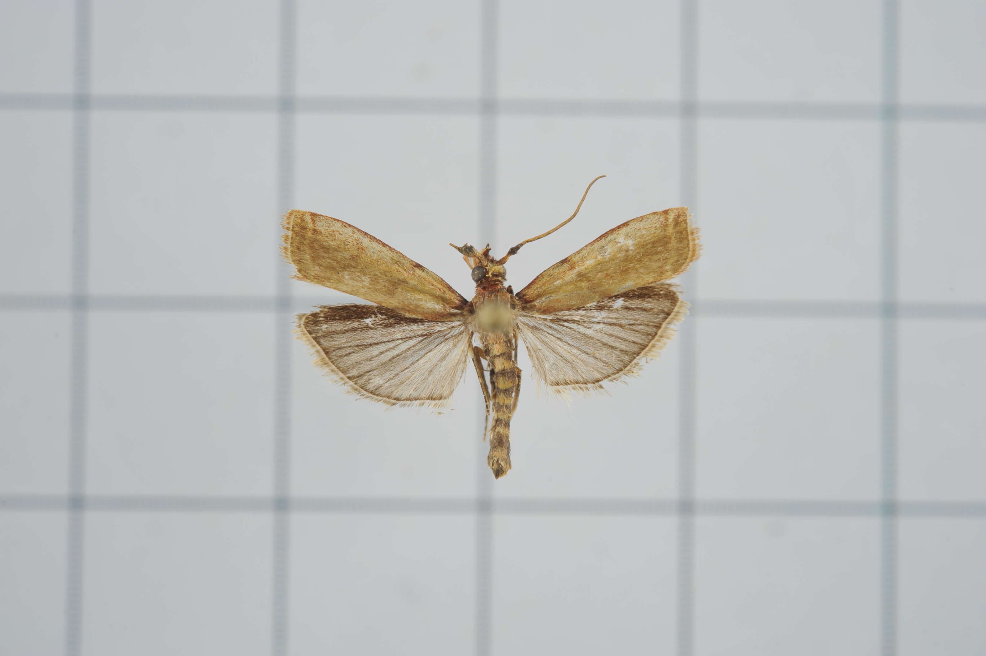 Volobilis chloropterella Hampson 1896 resmi