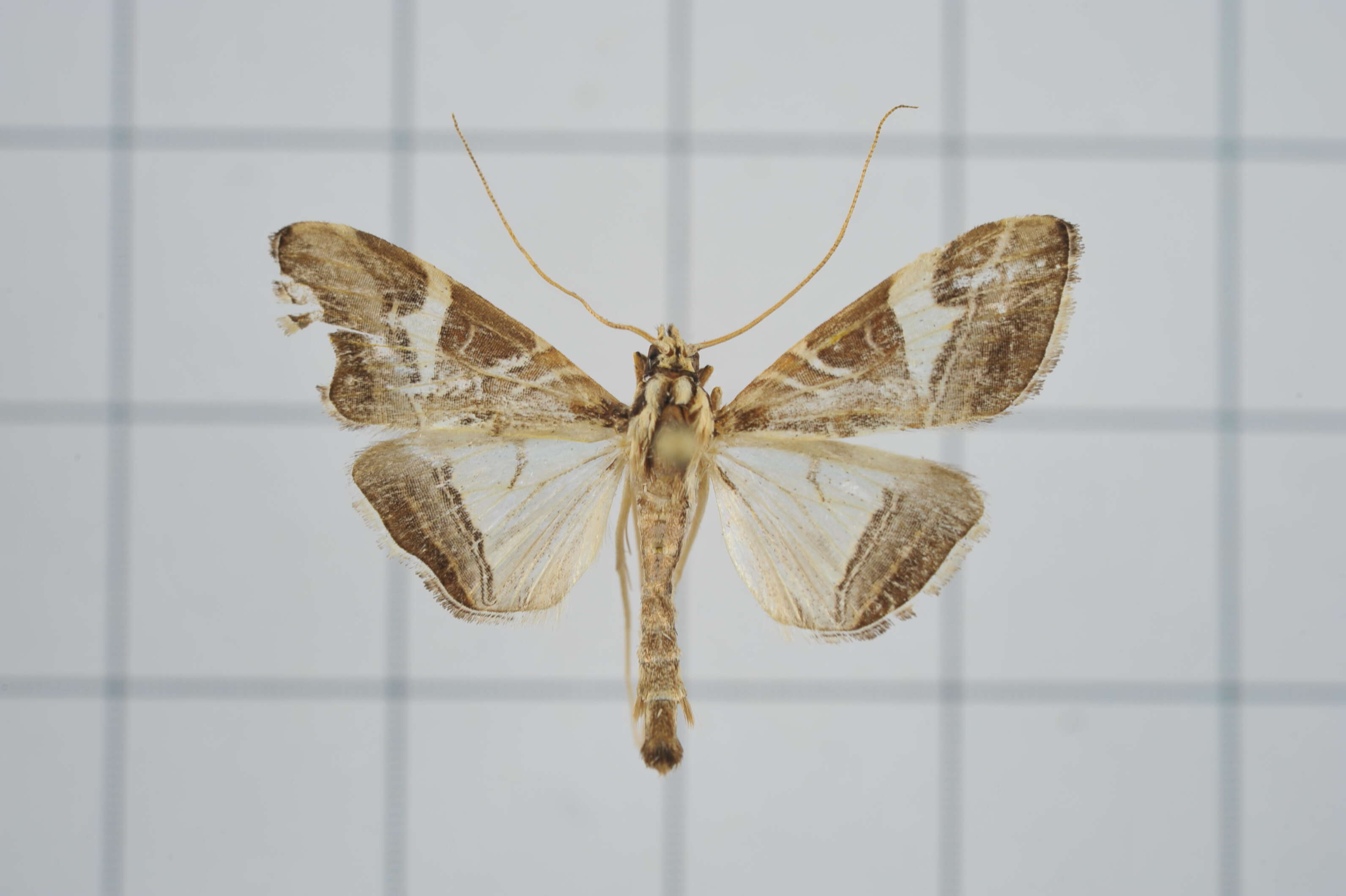 Sivun Agrioglypta itysalis Walker 1859 kuva