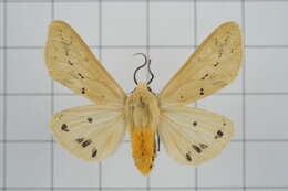 Image of Spilarctia subtestacea (Rothschild 1910)