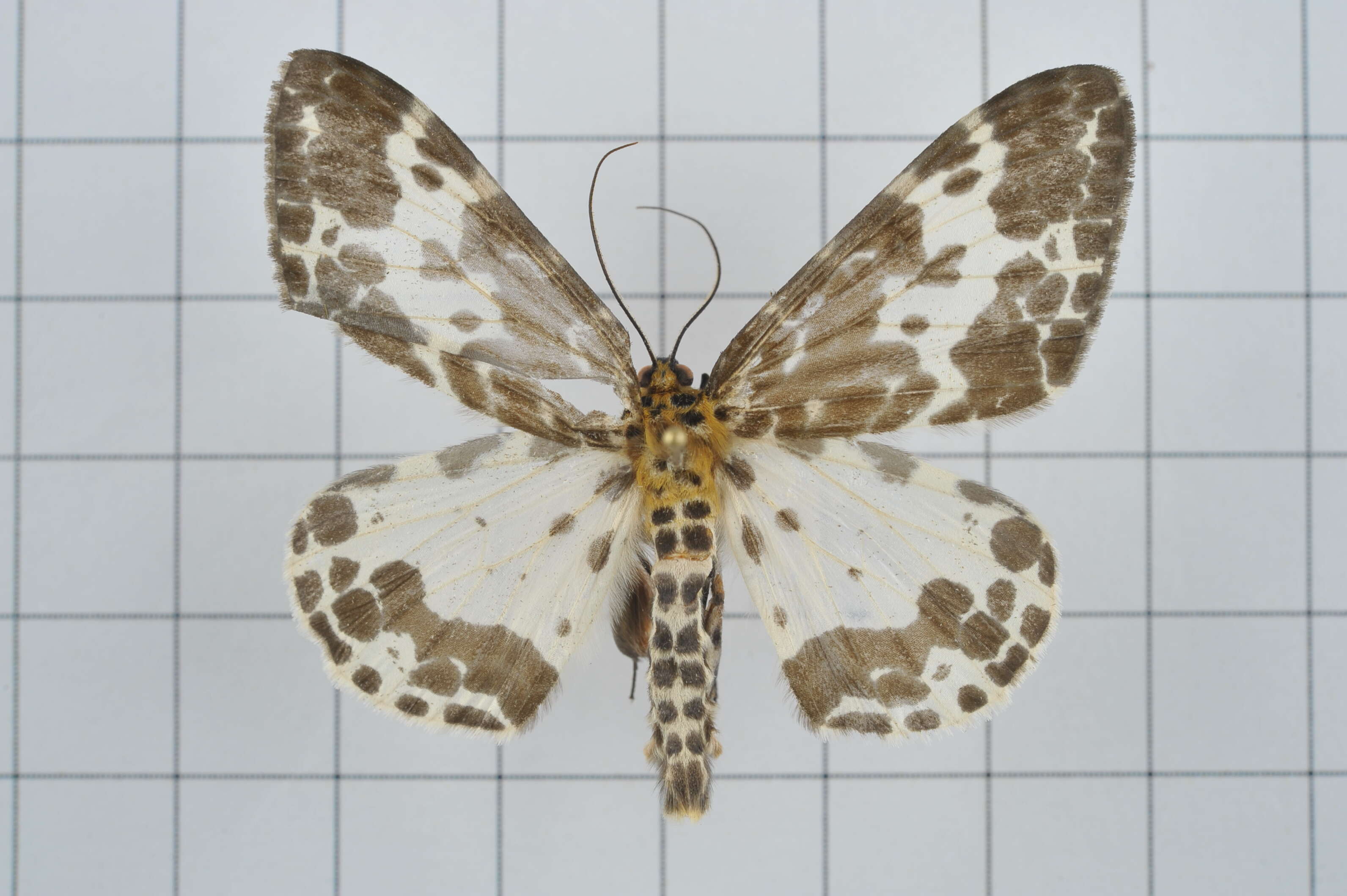 Image of Dilophodes baria