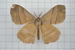 Image of Palirisa cervina (Moore (1866))