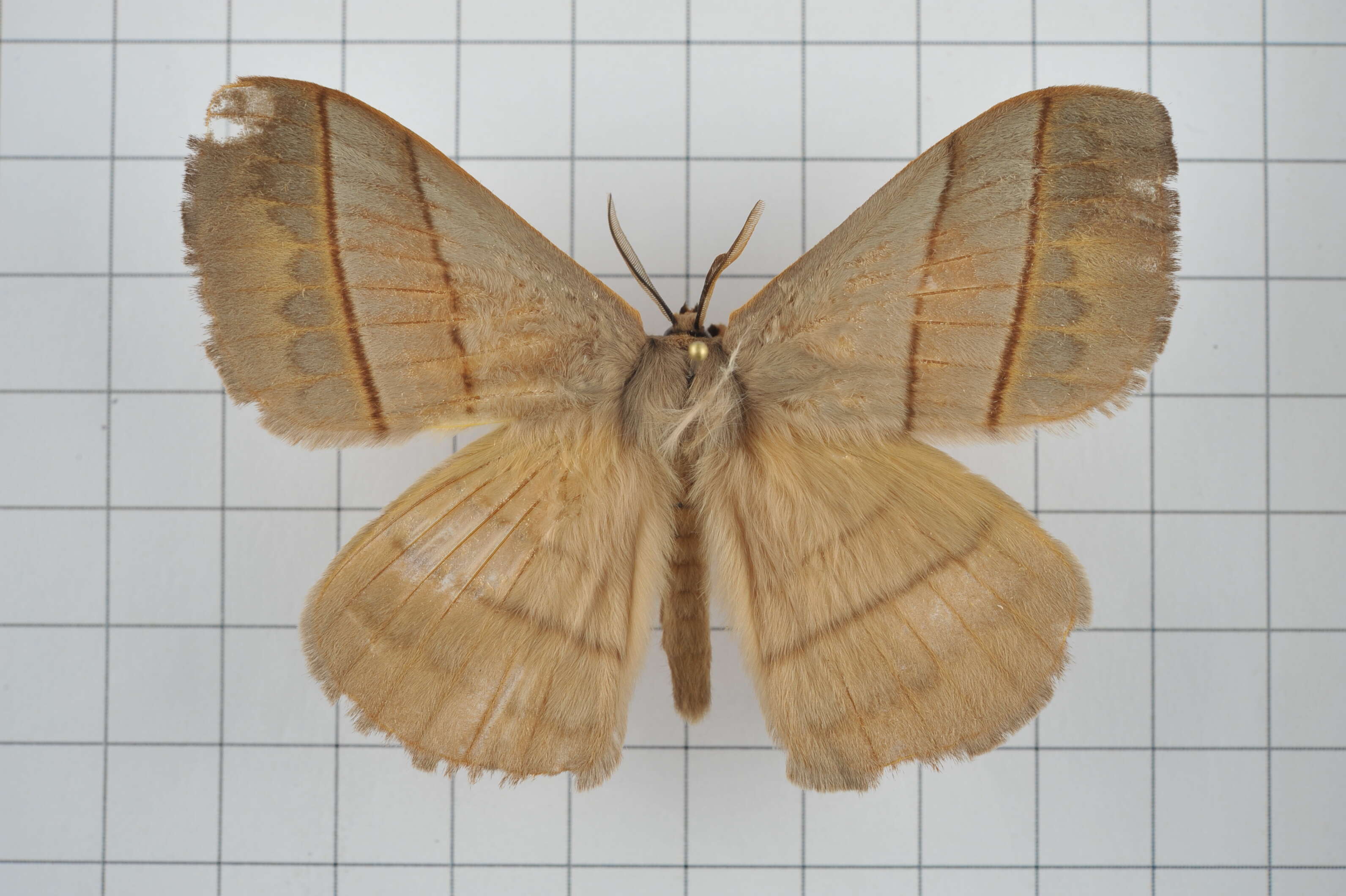 Image of Palirisa cervina (Moore (1866))