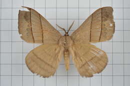 Image of Palirisa cervina (Moore (1866))