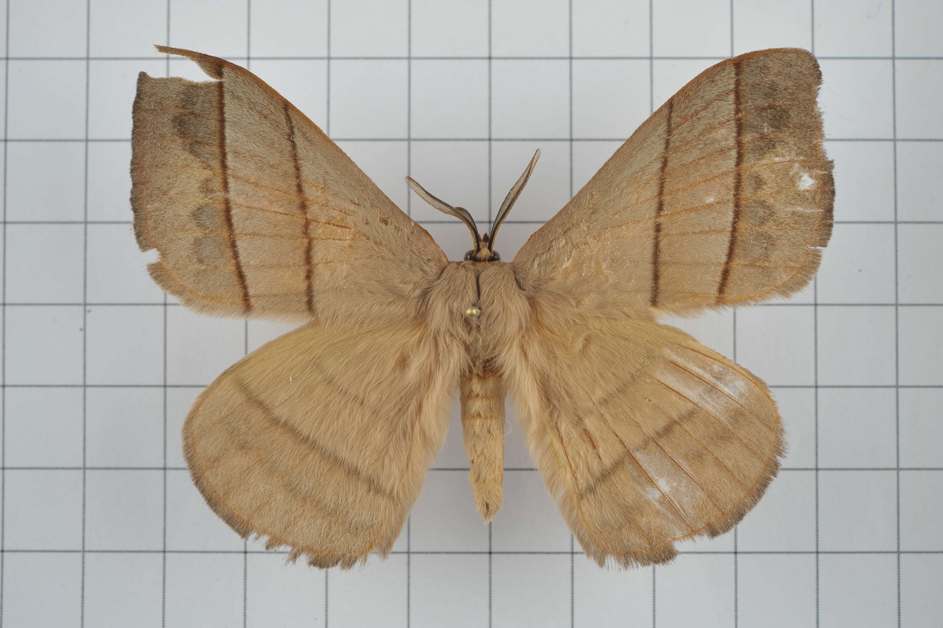 Image of Palirisa cervina (Moore (1866))