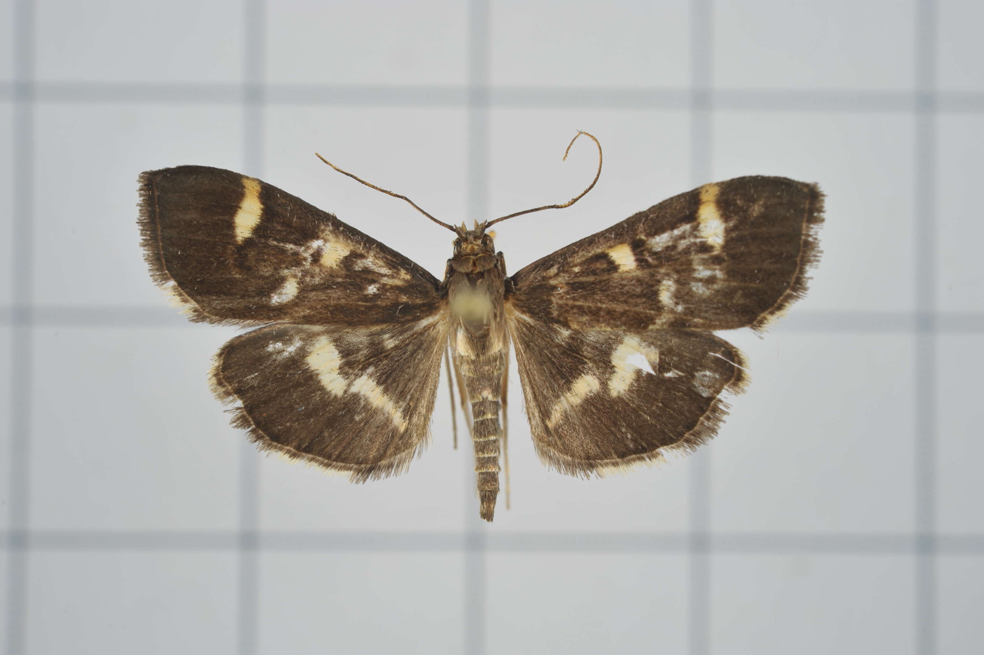 Image de Herpetogramma luctuosalis Guenée 1854