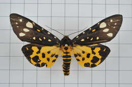 Image of Aglaomorpha histrio (Walker 1855)