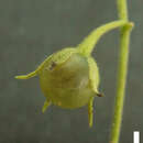 Image of Solanum evolvuloides Giacomin & Stehmann