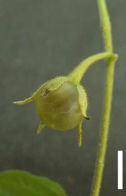 صورة Solanum evolvuloides Giacomin & Stehmann