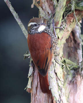 Image of Pearled Treerunner