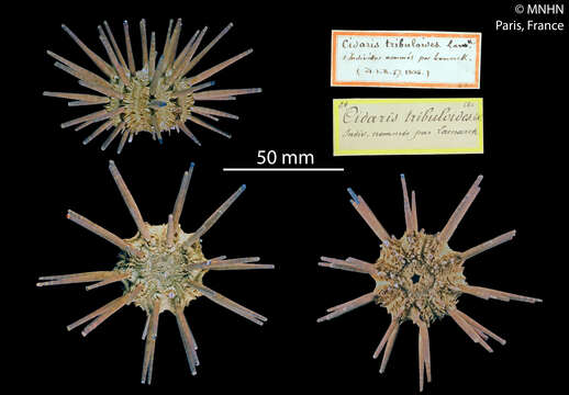 Image of slate pencil urchin