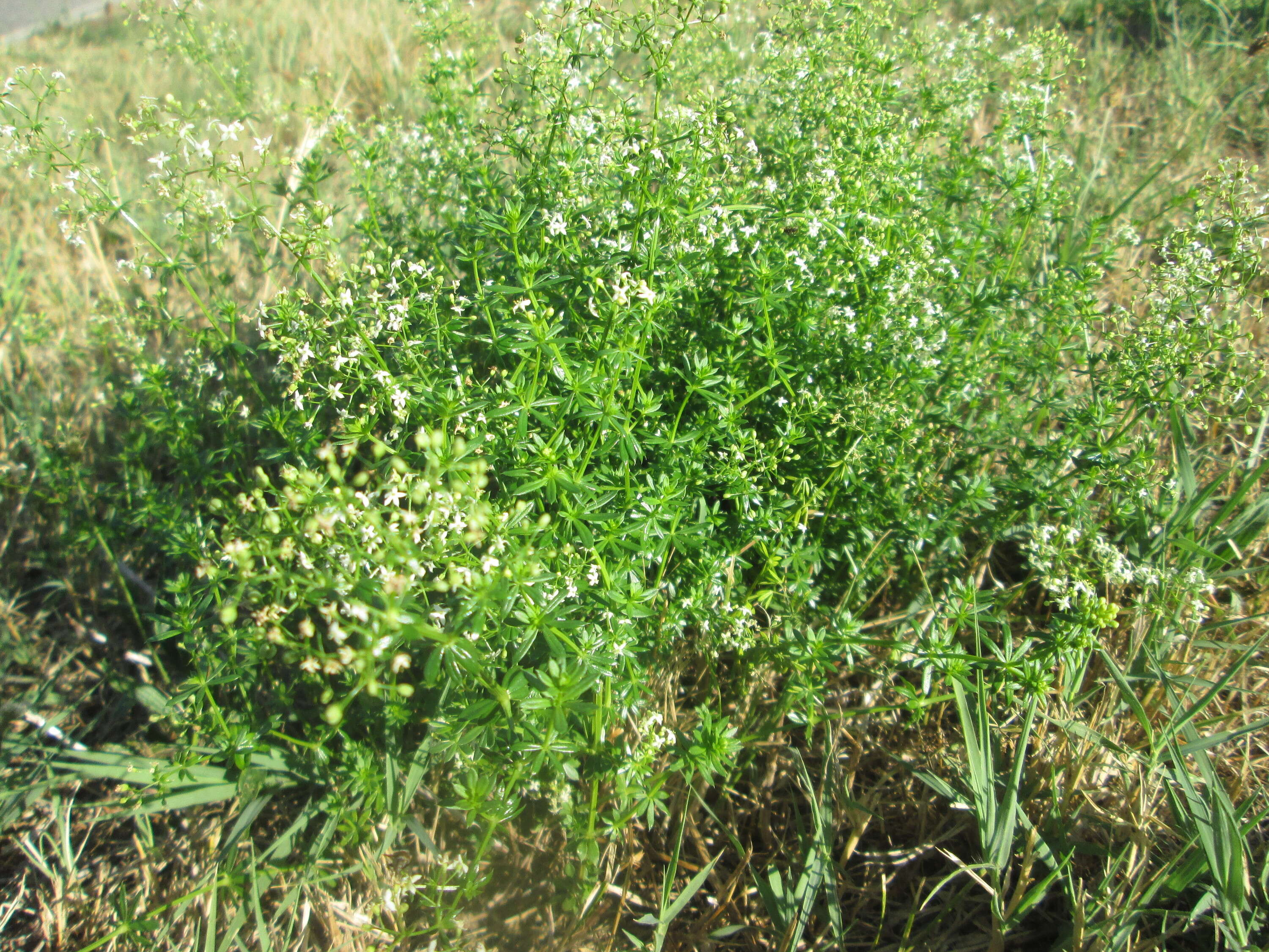 Image of White bedstraw