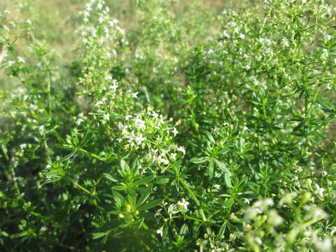 Plancia ëd Galium mollugo L.