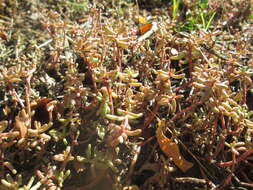 Image of White Stonecrop