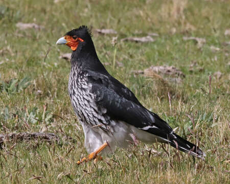 Image of Carunculated Caracara